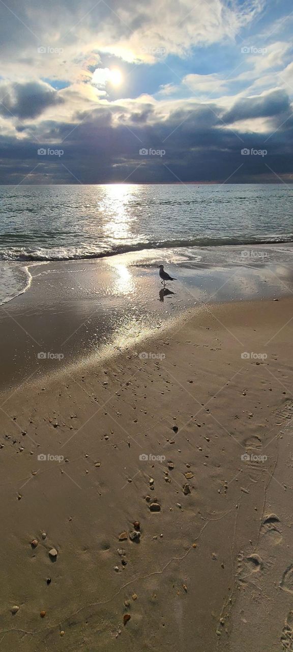 Sea Gull with Sandy Shells