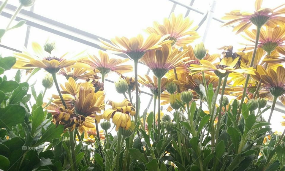 Daisy's in the sun under a greenhouse