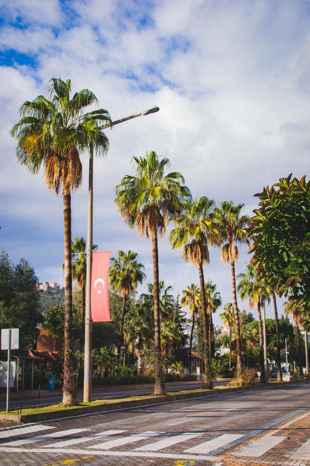 Palm trees 