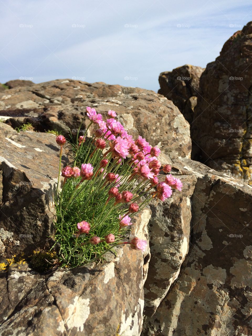 Flowers by the sea