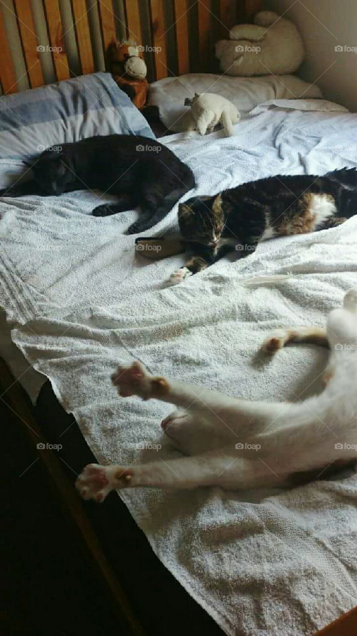 Cat buddies on the bed