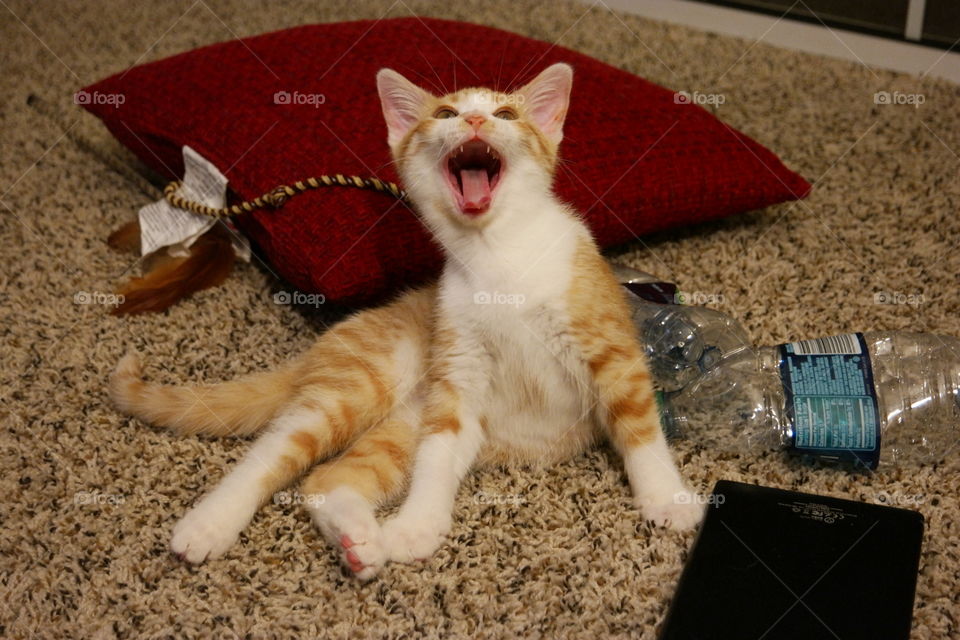 Kitten Victory look. My kitten show me the victory look after defeating those bottles of water