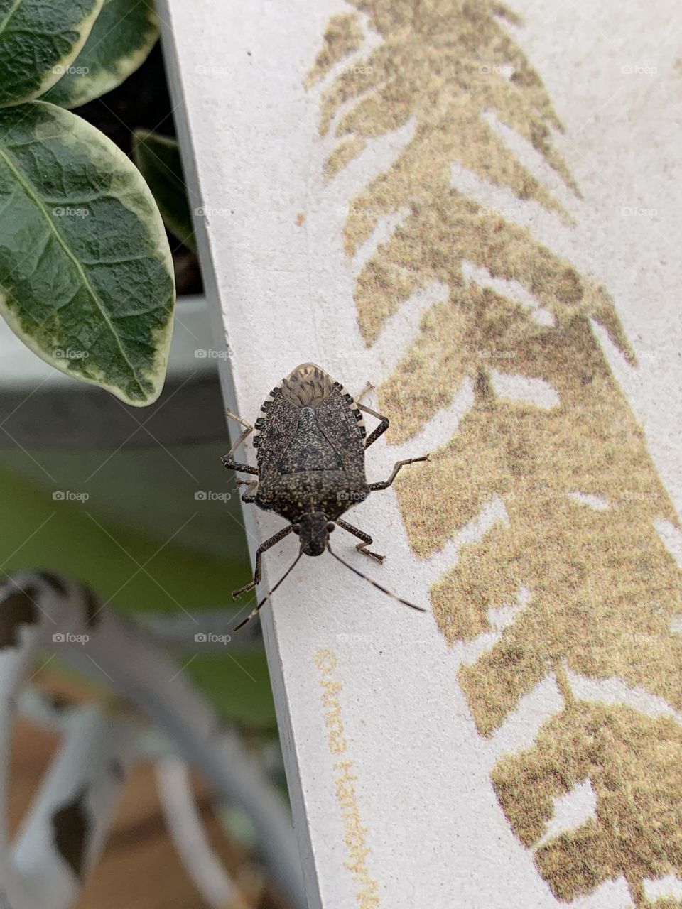 The brown marmorated stink bug is pretty common in Ohio. It originates from Asia and was accidentally introduced to the Midwest.