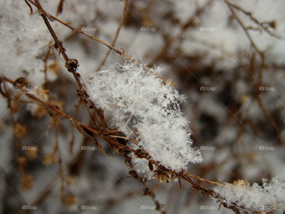 This is a picture of snow that has landed on some twigs and looks very fluffy.