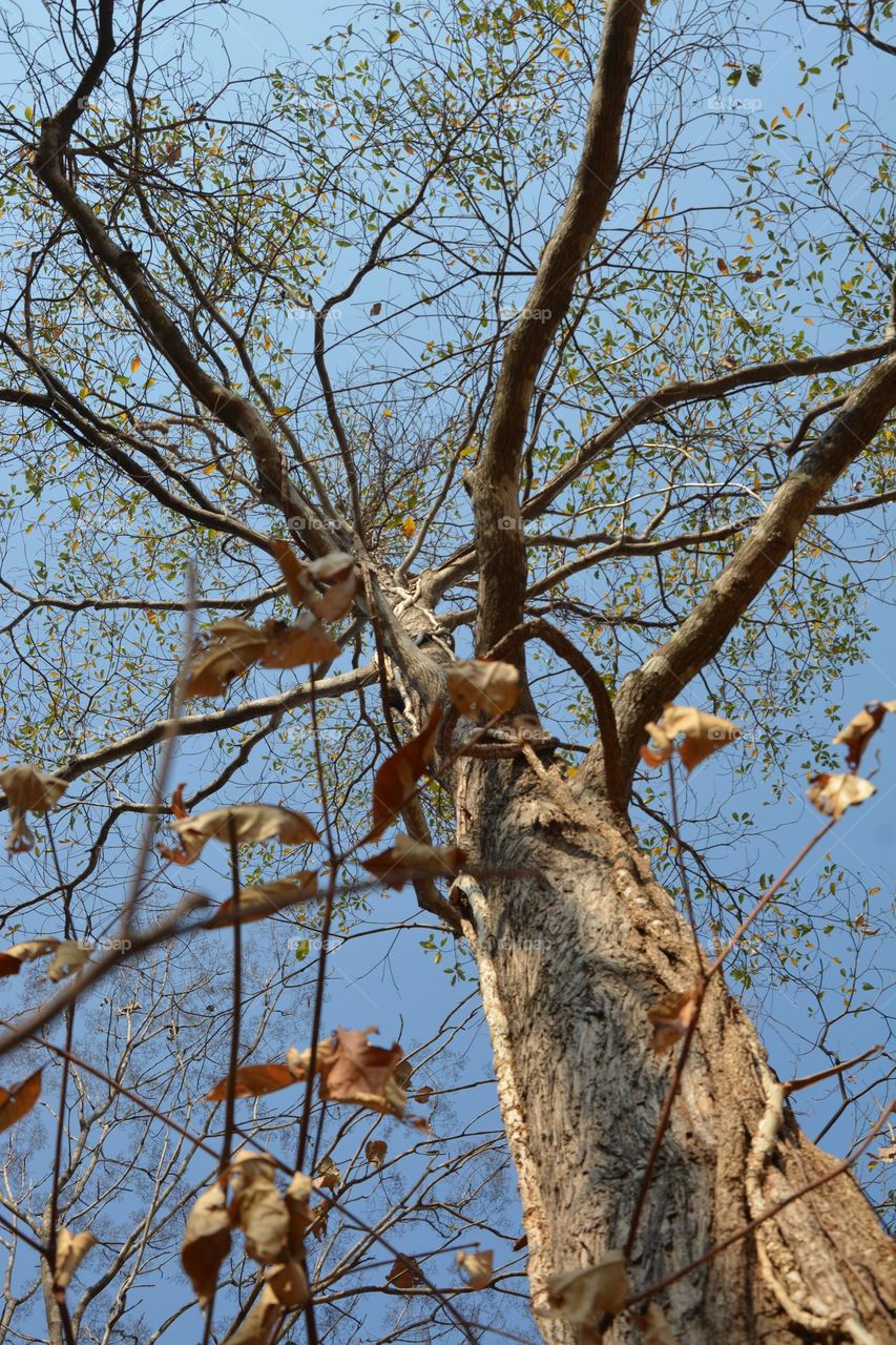 Leaves fall in summer