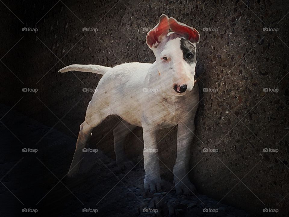 Bull terrier puppy grunge