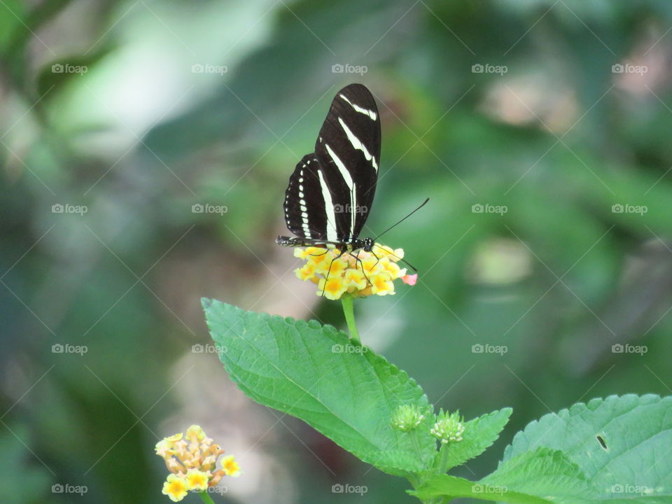 Zebra butterfly