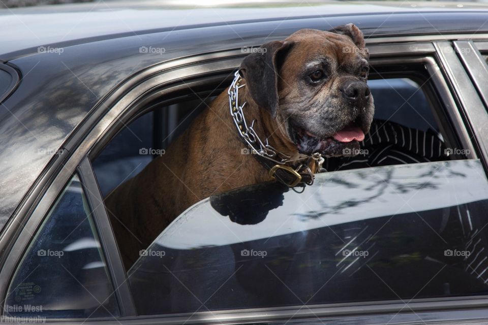 Car, Vehicle, Transportation System, No Person, Dog