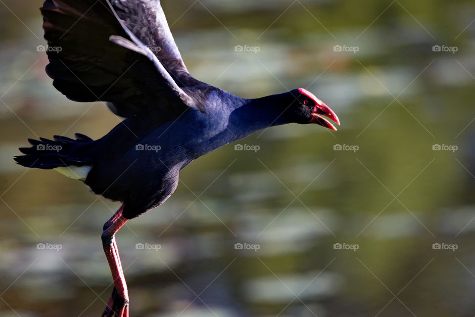 Australasian Swamphen