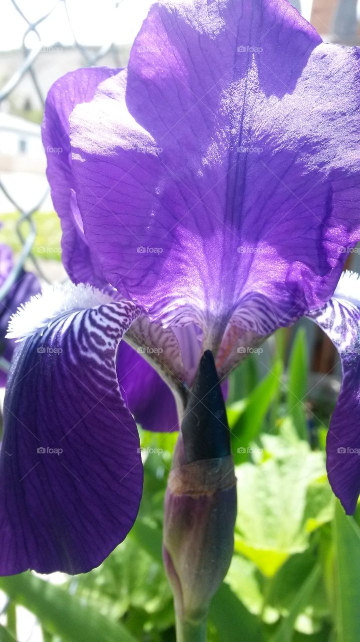 my Iris2014