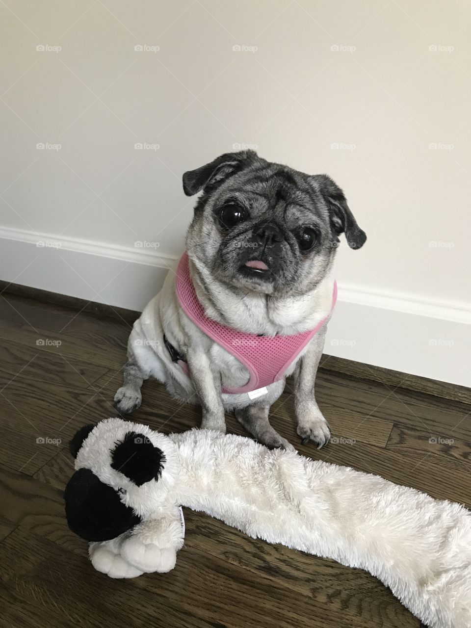 Pug toy for a pug girl 