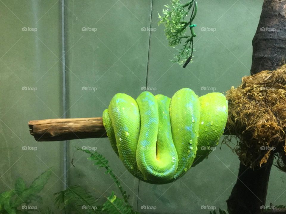 Green snake 