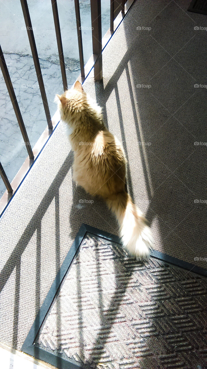 High angle view of cat