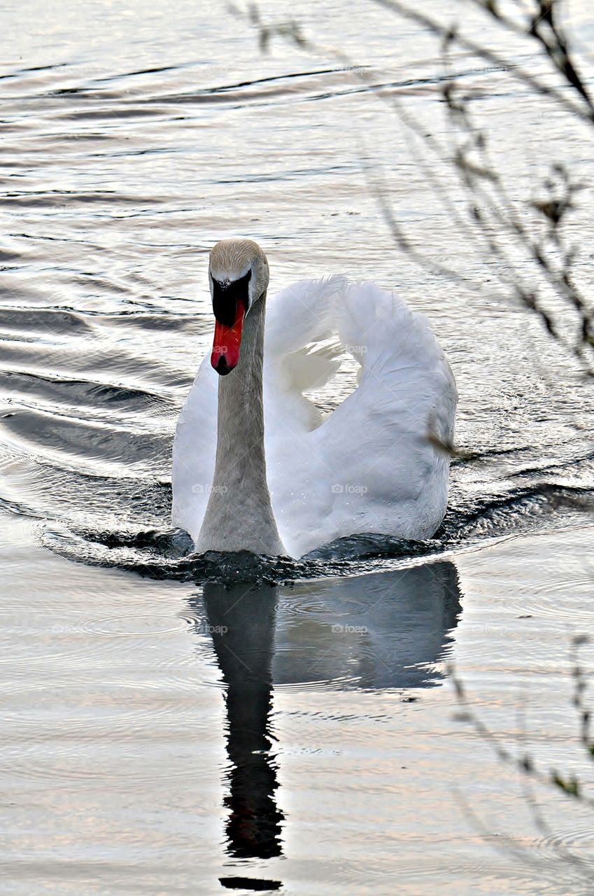 Bird swimming in pond