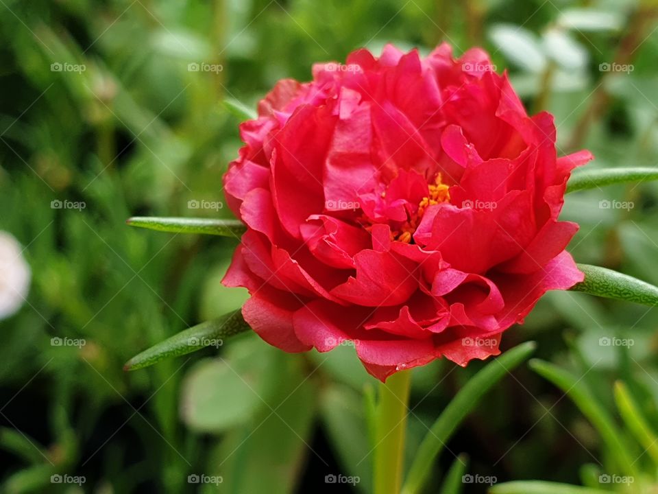 the Portulaca Grandiflora