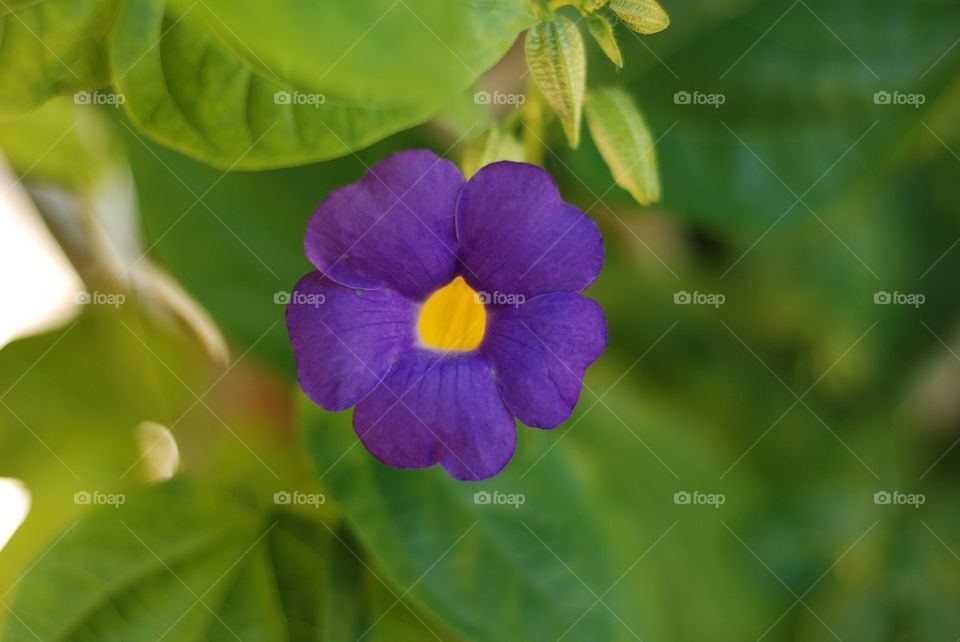 Purple flower