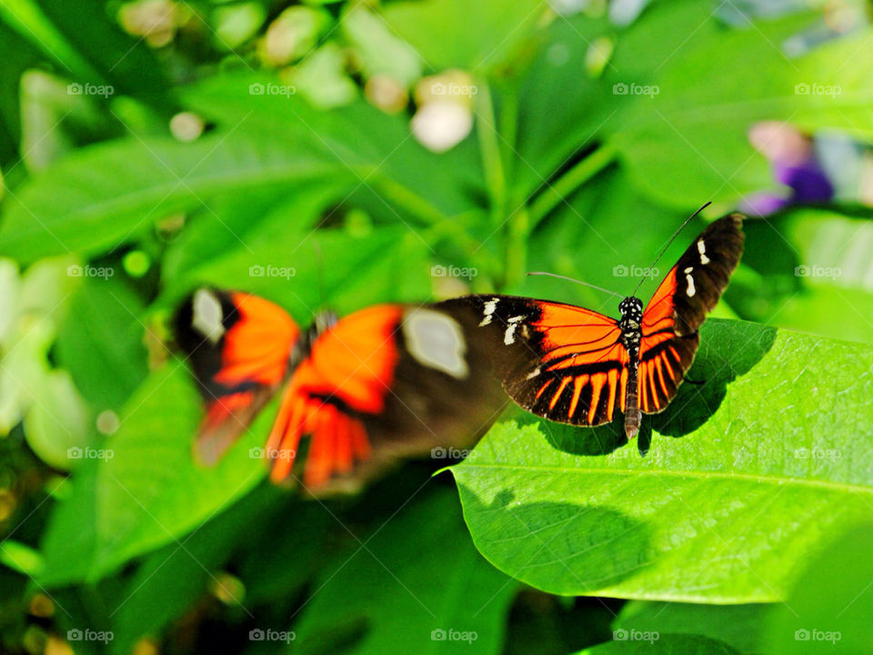 black orange butterfly flying by 04silverrex