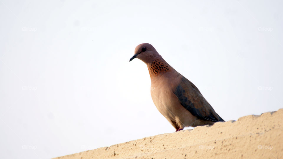 A dove,  a symbol of peace and love.