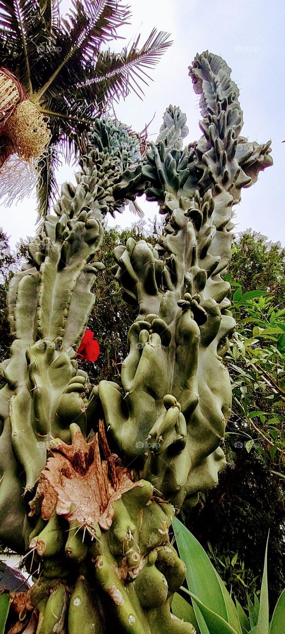 Pachycereus schottii