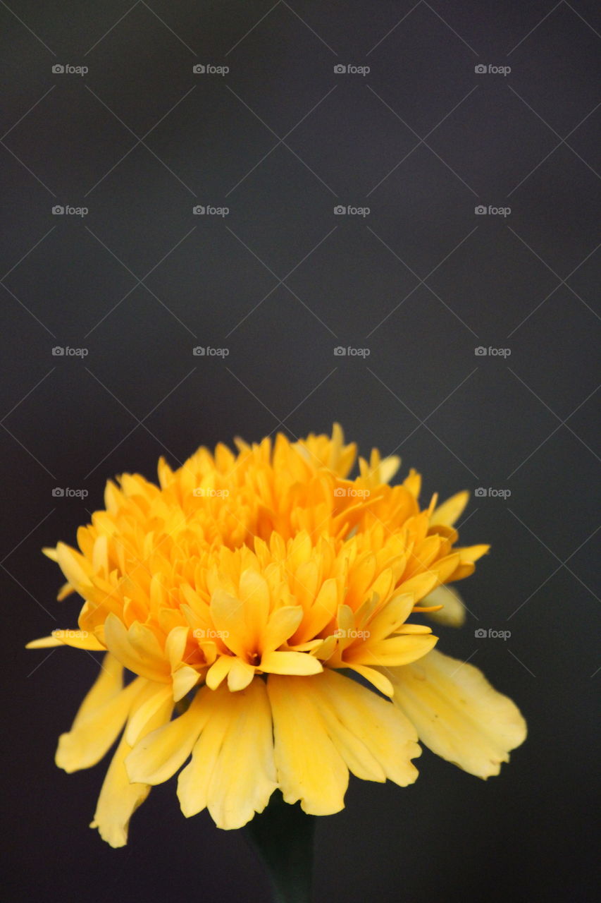 Beautiful shining yellow glossy flower