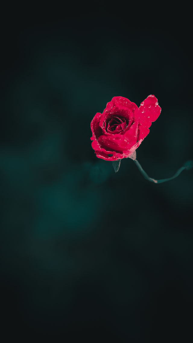 Red Rose🥀❤️