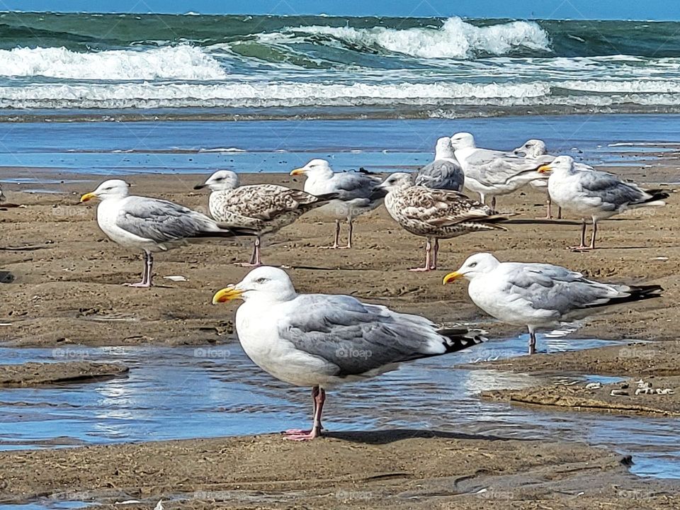 Birds looking for fish on the north sea in the Netherlands