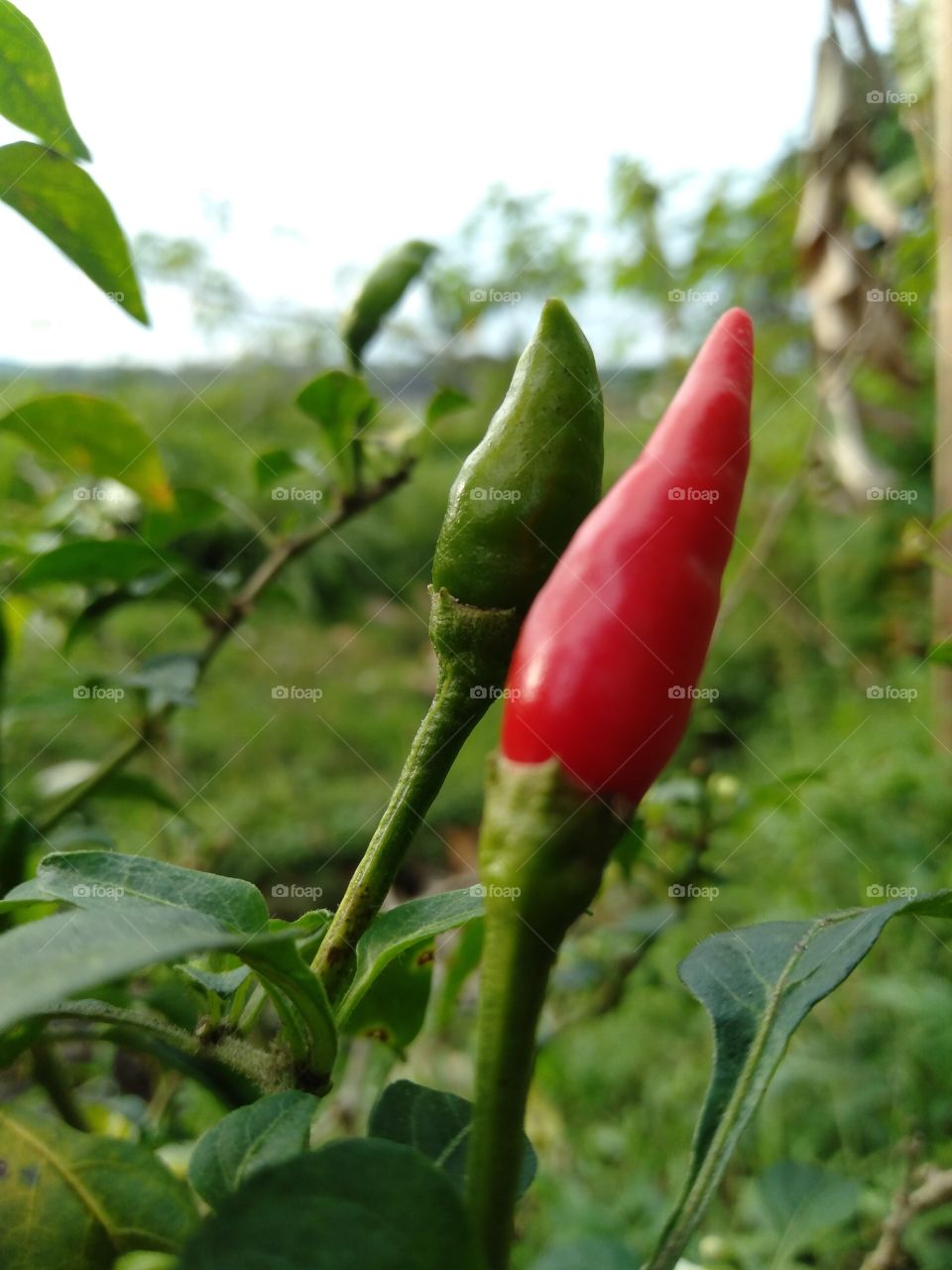 This famous spicy fruit or called red chili and which is still green because it is not yet ripe lives on local farmers' plantations and the chili is only for their own needs.