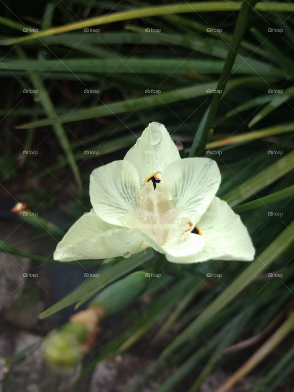 white Flower
