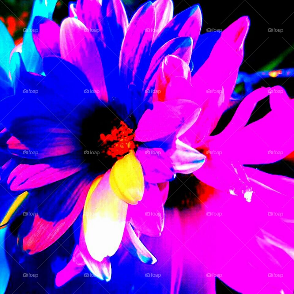 Nature, Flower, Bright, Flora, No Person