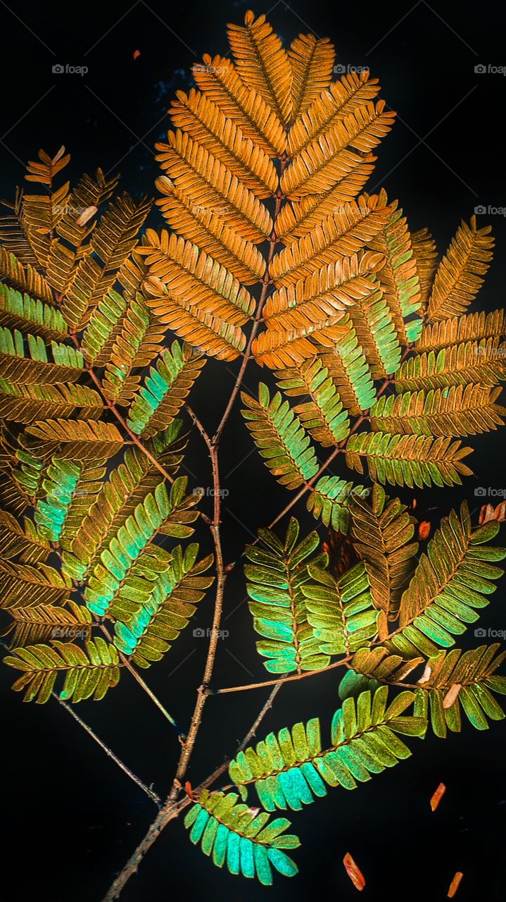 beautiful autumn season orange leaves