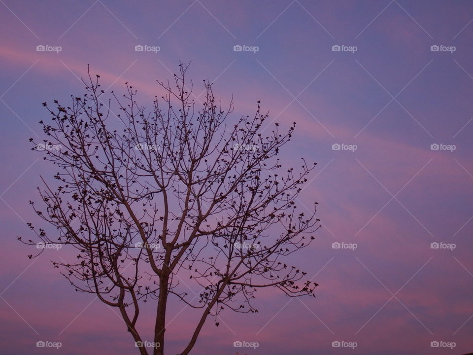 Lone tree branch silhouette against a beautiful purple evening dusk with a streaks of orange clouds.  