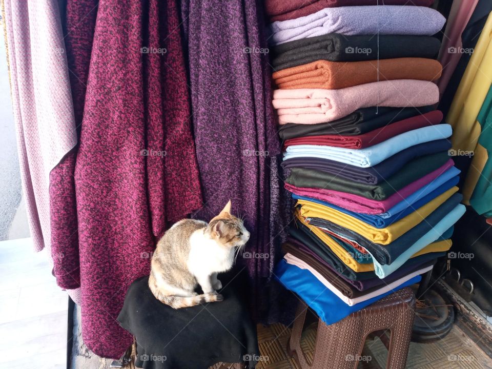 The cat in clofht shop