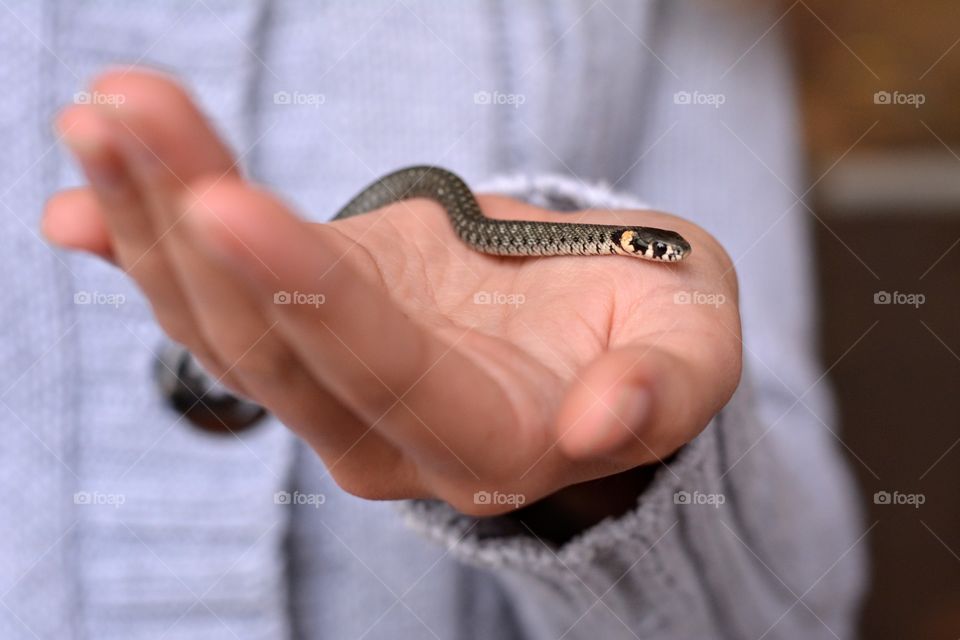 animal little snake in the hand autumn time