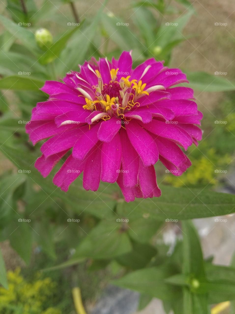 pink flower seasonal fresh shurb small size looks very beautiful generally found everywhere