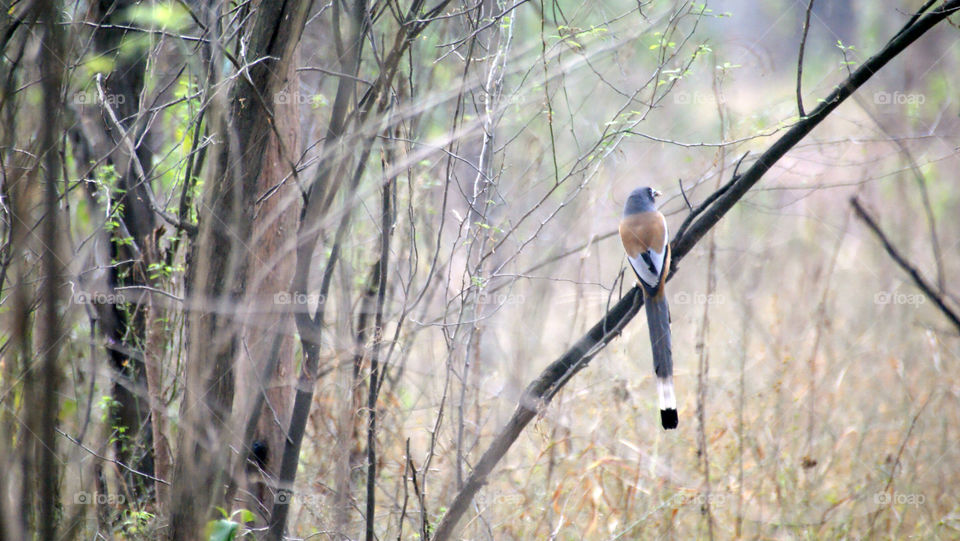 Little bird in the woods is a sight to look forward to - alone yet content and happy in its world.