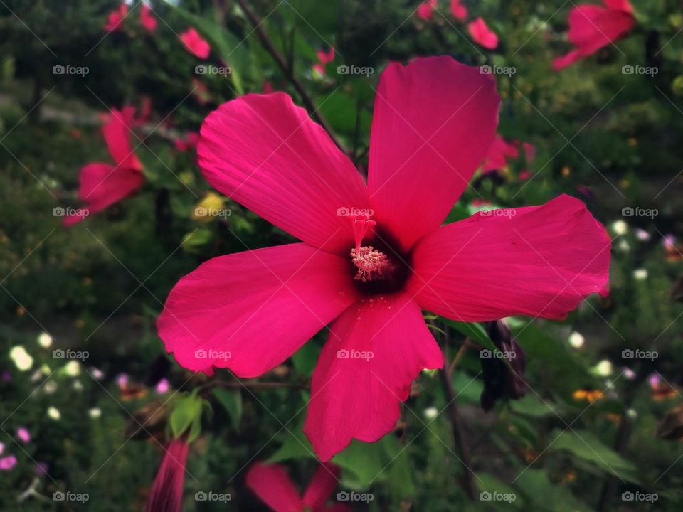 Macro photo of a flower growing in the garden