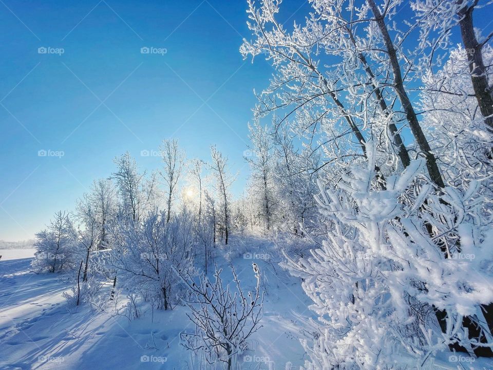 Frosty trees