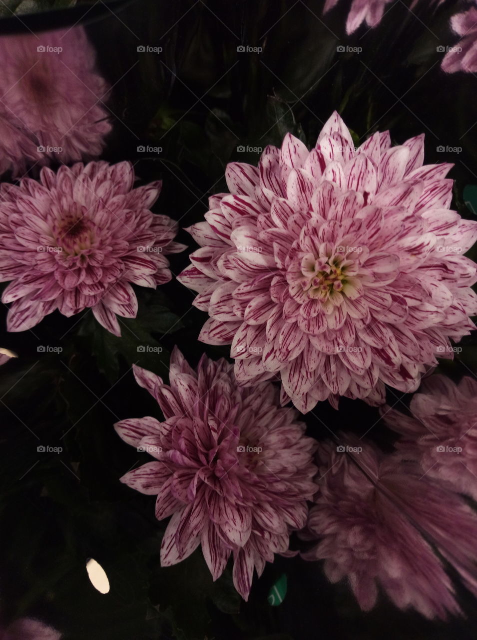 blossoming lilac flowers of chrysanthemum