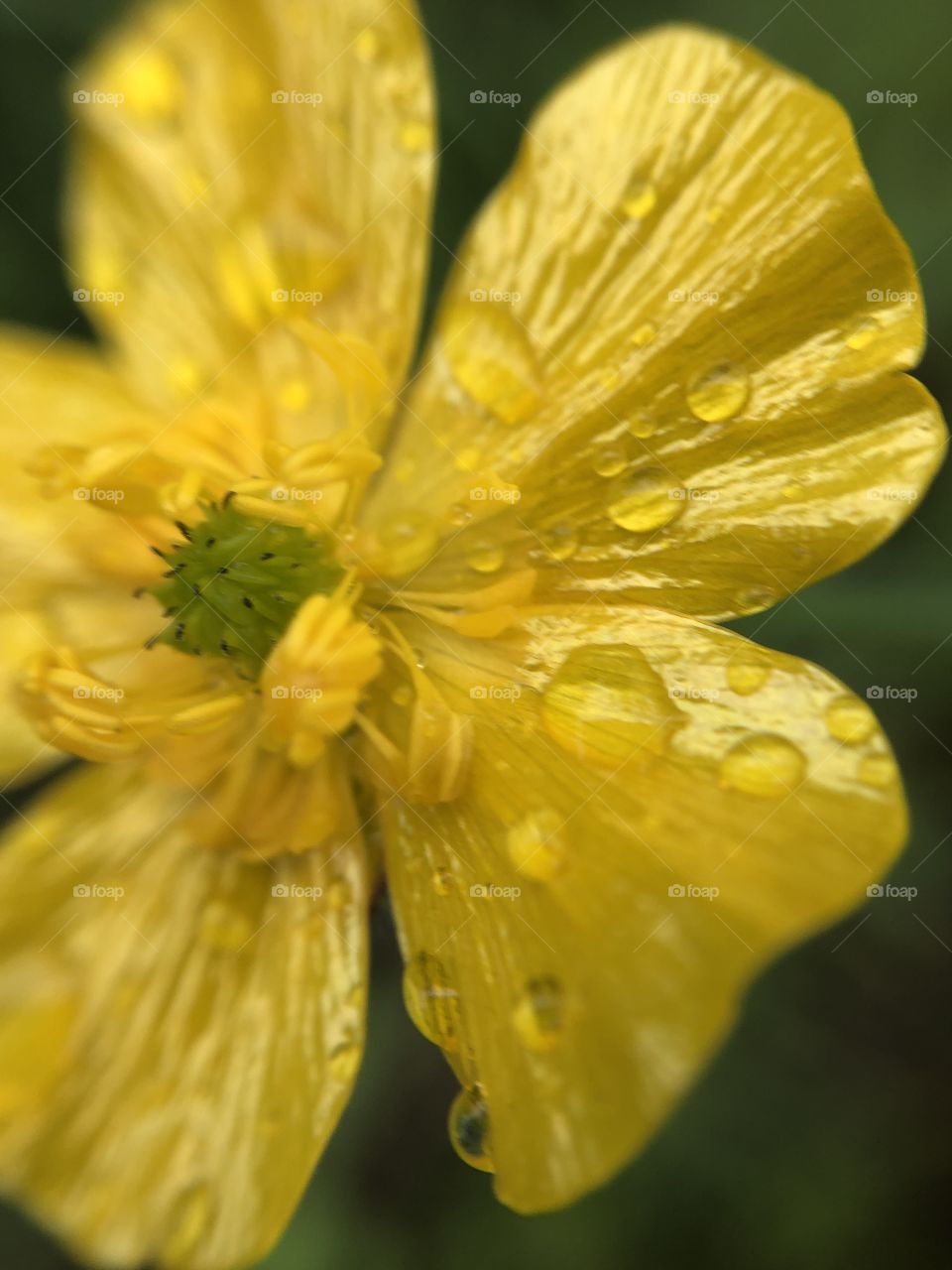 Small yellow after the rain
