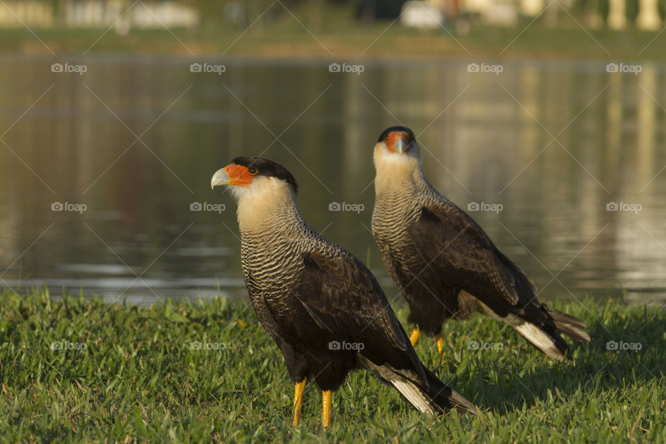 Caracara ( Polyborus plancus ).