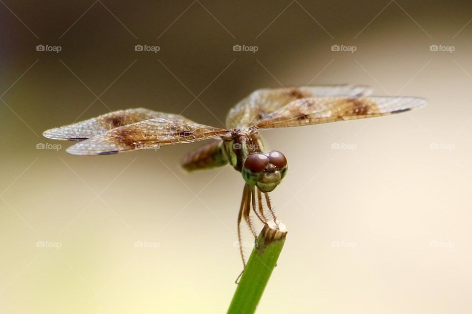 Little brown dragonfly