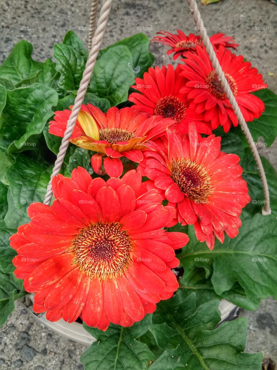 Beautiful Barberton daisy flower. Barberton daisy are pretty decorative garden flowers which have a sweet nectar that is particularly attractive to hummingbirds.