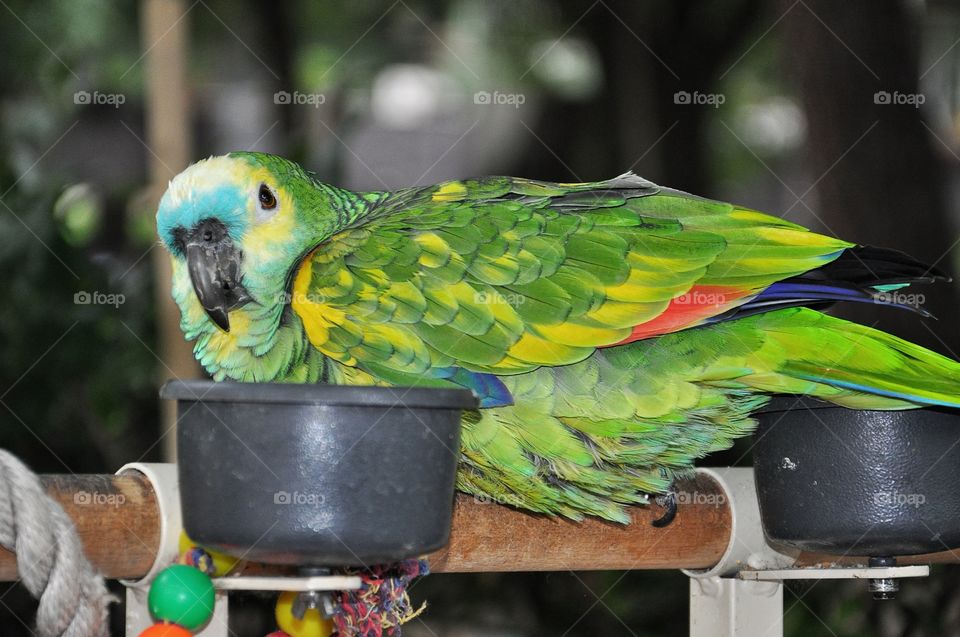 green parrot in Rimini