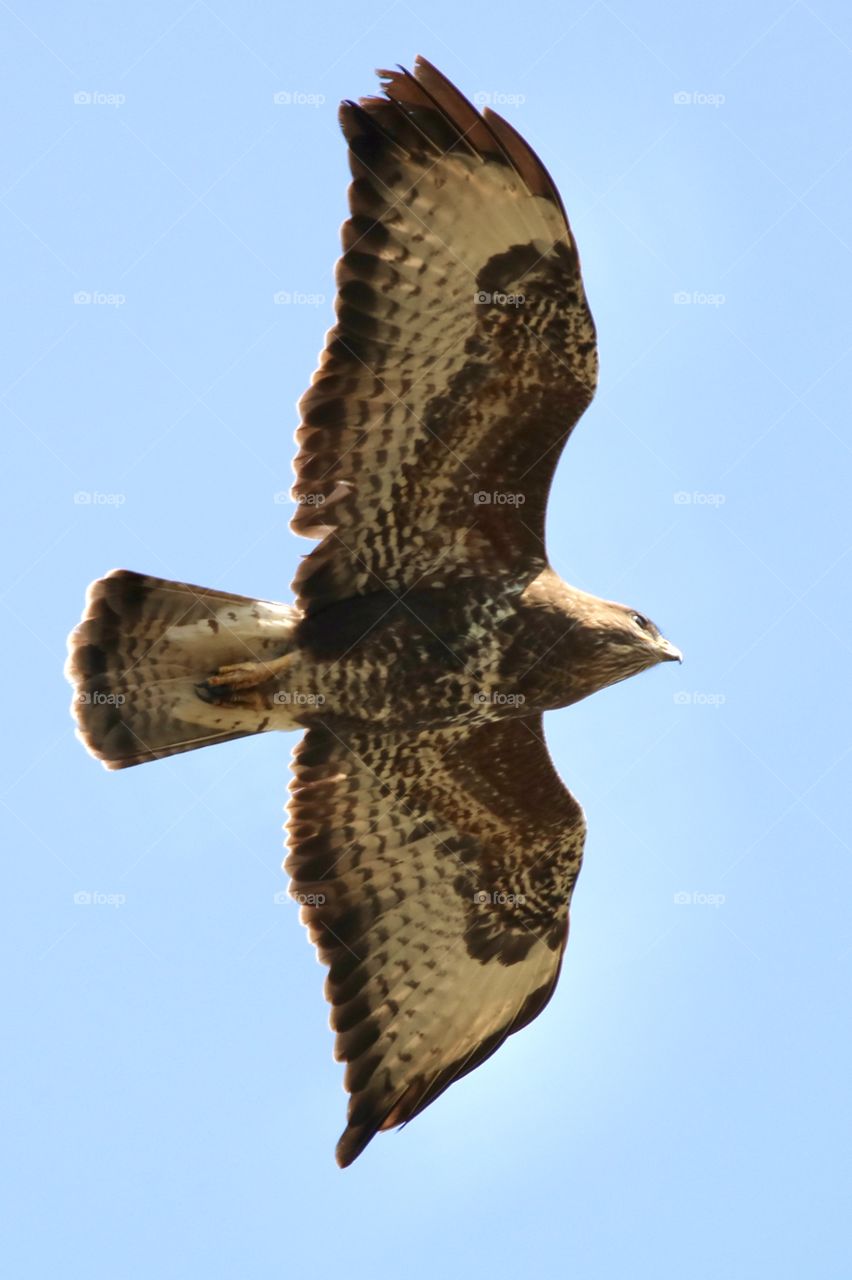 Buzzard 