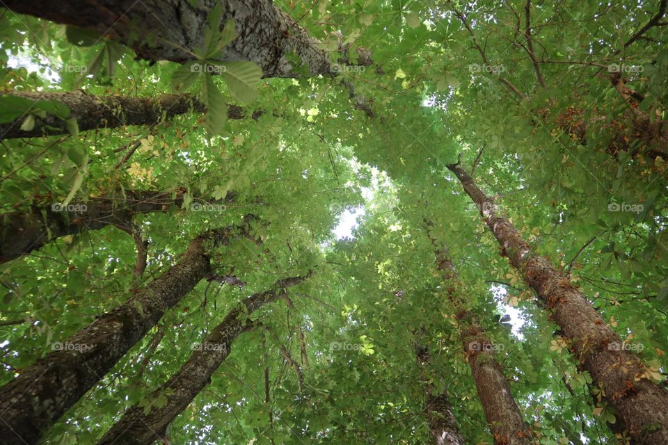 Tree tops looking from the ground