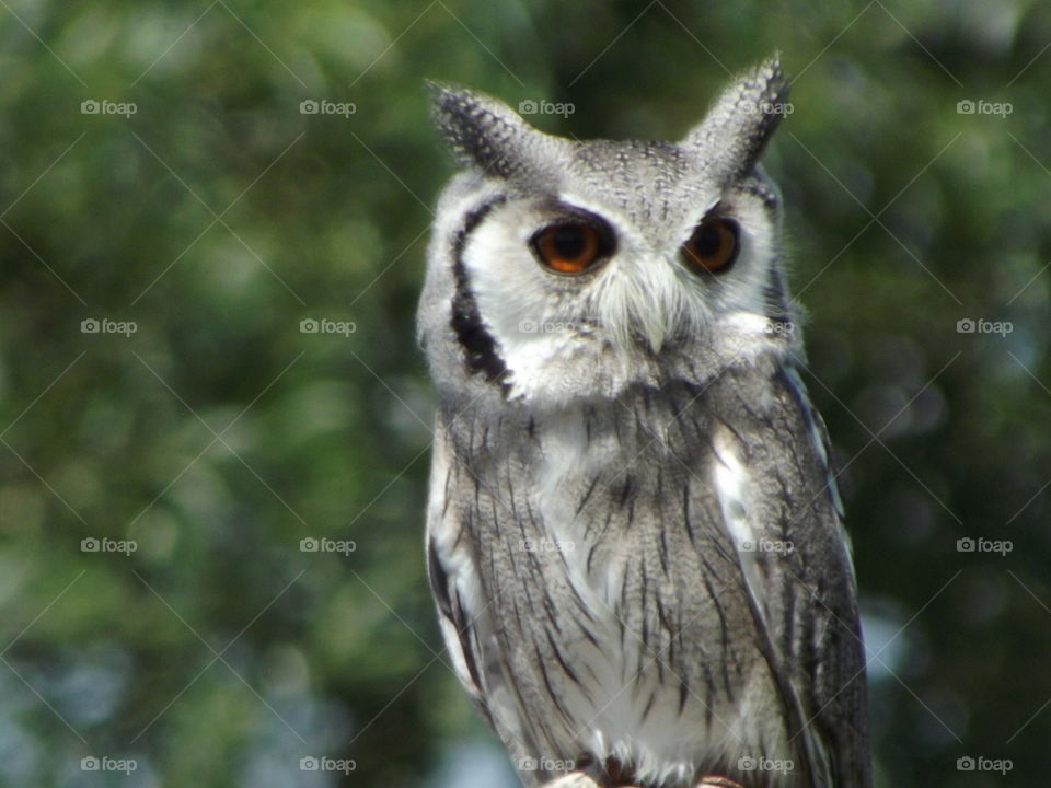 Alert Owl