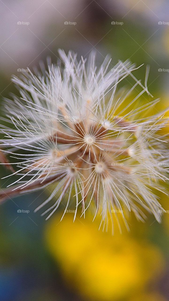 Annual saltmarsh American-aster