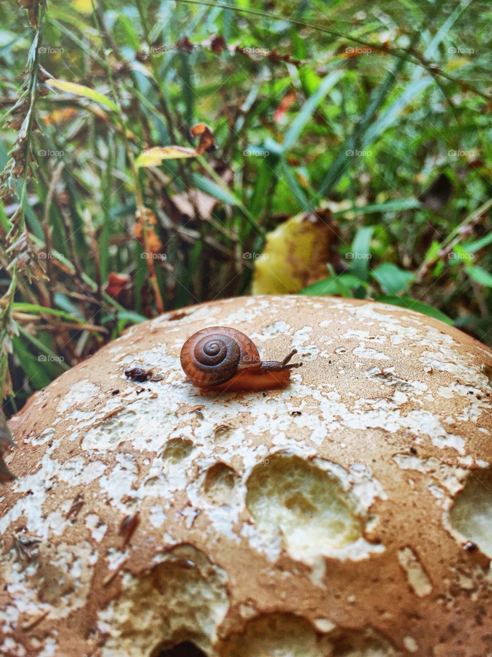 The snail and the mushroom. This shot was taken in my grandmothers garden 