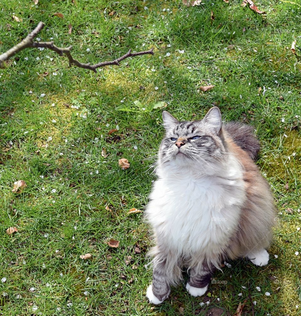 fluffy longhaired cat.