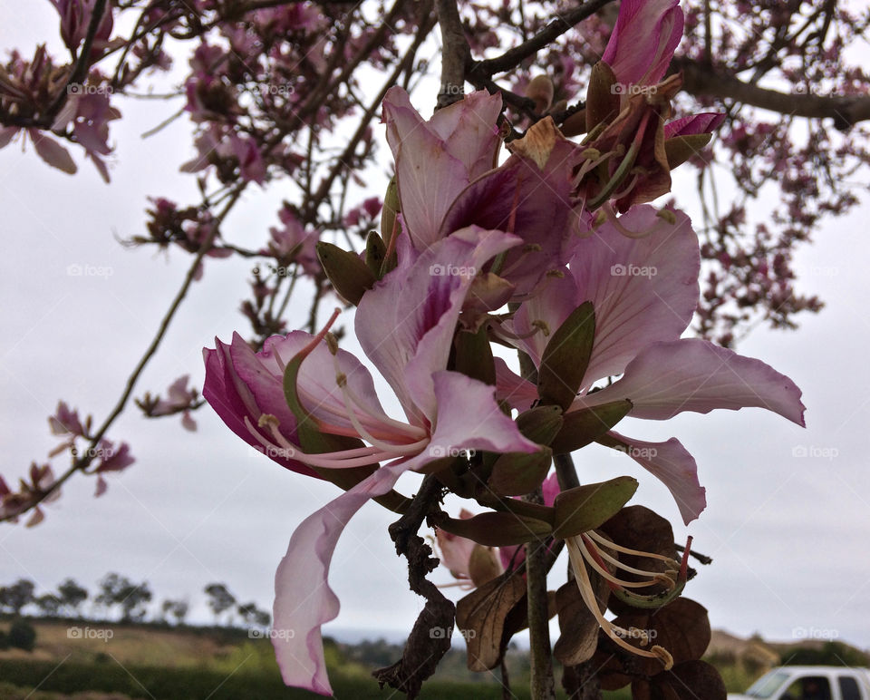 Orchid tree in bloom